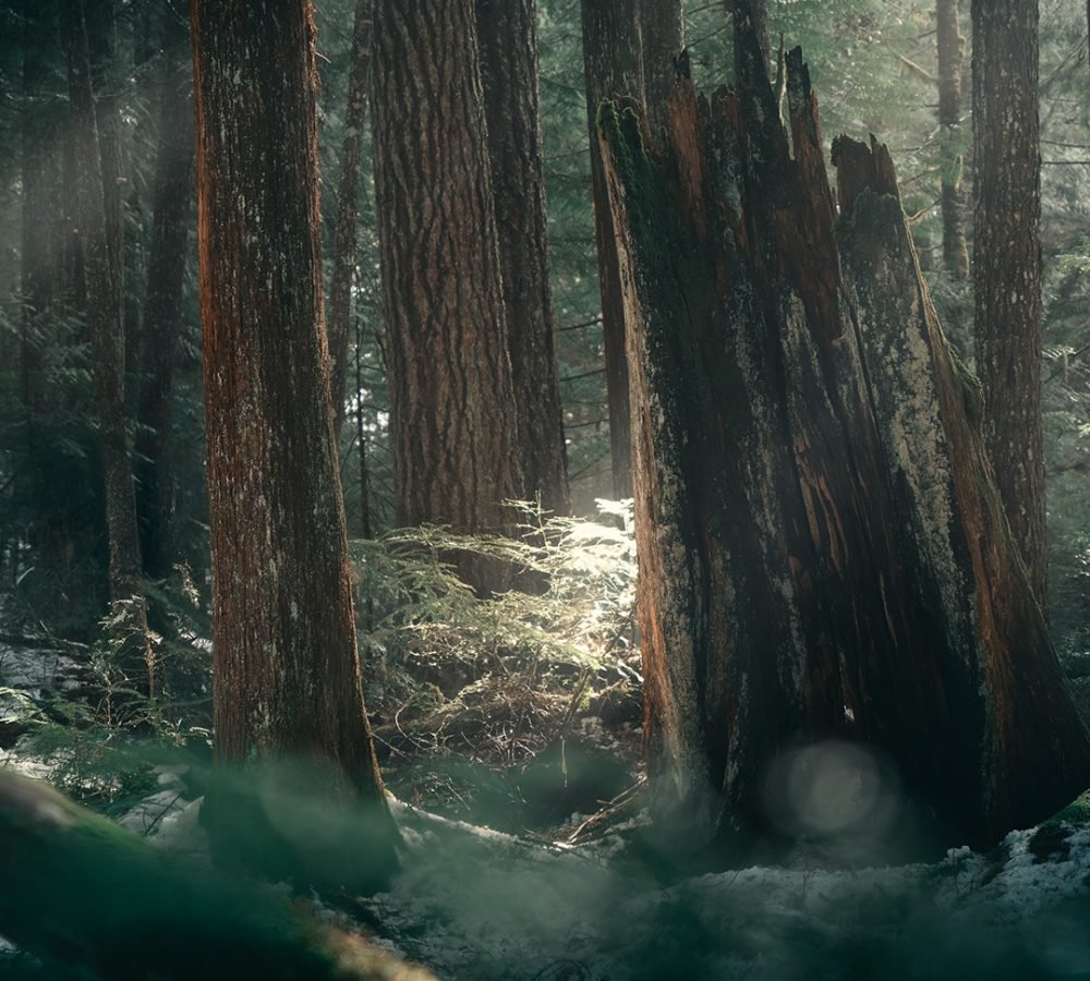 how light effects and change your portrait in nature full guideline for photography outdoor in british columbia